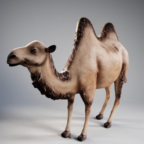Life size fiberglass camel figure